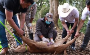 Atención Oportuna y Gratuita, Clave Para Contener al Gusano Barrenador del Ganado