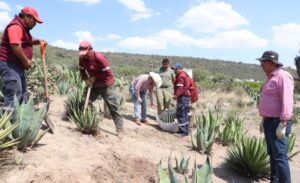 Biznagas aseguradas en San Salvador son trasladadas al Parque Ecológico Cubitos para su conservación