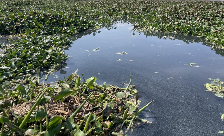 Analiza Científica de la UAEH Alternativas Sostenibles Ante Crisis Ambiental En Tula-Tepeji