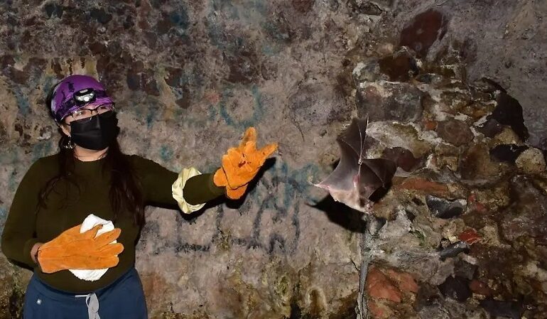 Hallazgo en cuevas de Cuautepec Refuerza Protección de Murciélagos en Hidalgo
