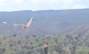 Profepa Libera 10 Ejemplares Rehabilitados en La Barranca de Metztitlán, Hidalgo