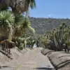 Anuncian Caminata Ciudadana Para Documentar El Estado del Cerro de Cubitos