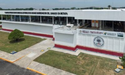 Presidenta Claudia Sheinbaum Inaugura Planta de Producción de Moscas Estériles del Gusano Barrenador del Ganado en Metapa de Domínguez, Chiapas