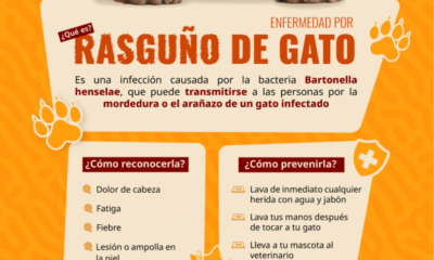 Alerta IMSS Sobre Síntomas de Enfermedad Por Rasguño de Gato