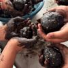 Promueve IHE la Educación Ambiental Con “Bombas de Vida”