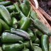 Gobierno de Hidalgo Fortalece La Preservación del Chile Rayado, Patrimonio Gastronómico De La Sierra Gorda