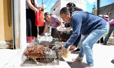 Saderh entrega apoyos productivos a mujeres y familias del campo, en el municipio de Zacualtipán