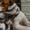Exhorta IMSS Hidalgo a mantener vacunación en animales de compañía para prevenir rabia