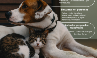 Exhorta IMSS Hidalgo a mantener vacunación en animales de compañía para prevenir rabia
