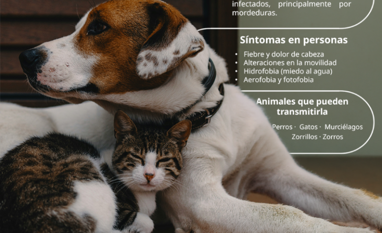 Exhorta IMSS Hidalgo a mantener vacunación en animales de compañía para prevenir rabia
